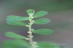 Phyllanthus maderaspatensis
